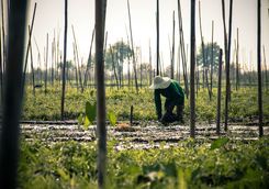 Farmer at Inle Lake