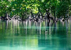 Mangroves in Burma