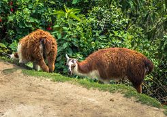 Llamas on the Inca Trail