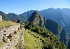 Llamas at Machu Picchu