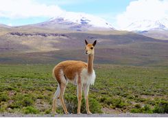 Vicuna on mountain pass