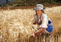 Peruvian woman harvesting
