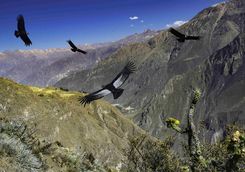 Condors at the Colca Canyon