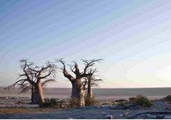 Baobabs in Botswana