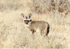 Bat eared fox