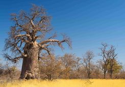 Baobab tree