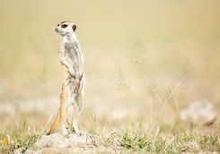 meerkat on the lookout