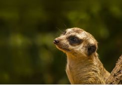 Meerkat up close