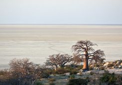 Baobabs in the desert