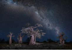 Baobabs at night