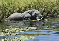 elephant submerged in water