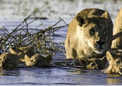 lions in the Okavango Delta