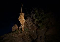 Lions in Botswana