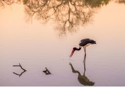 Saddlebilled stork, Botswana