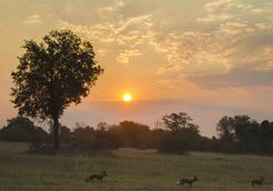 Wild dogs at sunset