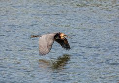 Goliath Heron Flying