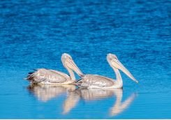 Pelicans on the water