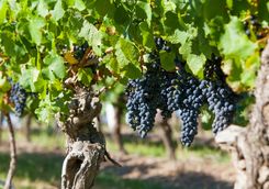 Grapes on a Vine
