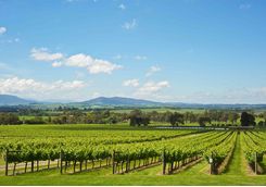 Yarra Valley Vineyard