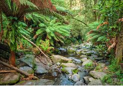 Rainforest Walk