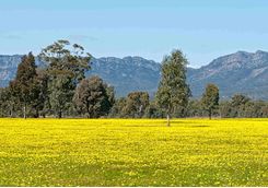 Yellow Wildflower Field