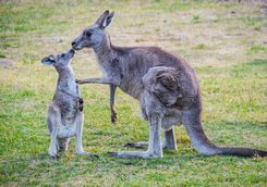 Kangaroos