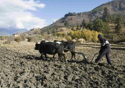 Bhutanese ploughing