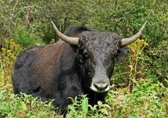 Wild yak in Bhutan