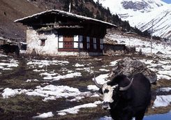 Yak huts in Bhutan
