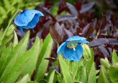 Himalayan Poppy