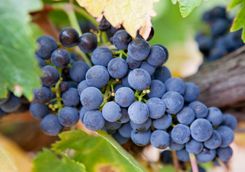 Grapes in the Barossa Valley
