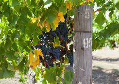 Grapes in the Barossa Valley