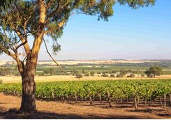 Vineyard in the Barossa Valley