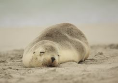Sea lion sleeping