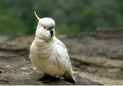 Cockatoo Jamison Valley