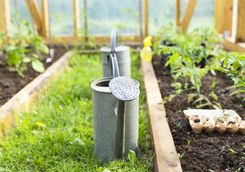 Kitchen garden