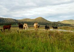 Livestock, Great Dividing Range