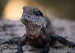Australian Eastern water dragon
