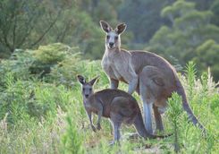 Kangaroos in the Blue Mountains