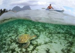 Capella Lodge marine sanctuary, Lord Howe Island