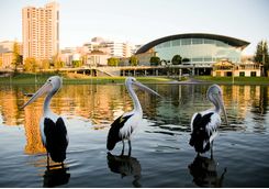 Pelicans on a River