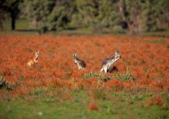 Kangaroos in a Field