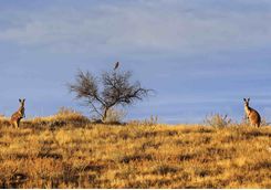 Kangaroo in Flinders Ranges