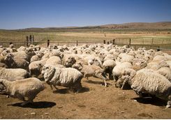 Flock of Sheep