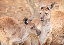 Kangaroos