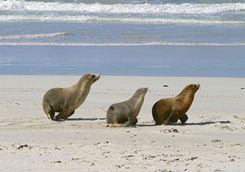 Sea Lions on a Beach