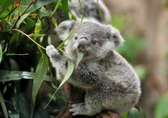 Young Koala