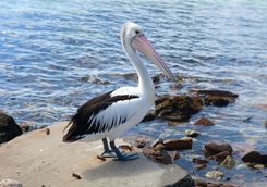 Australian Pelican