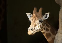 Giraffe at a Zoo