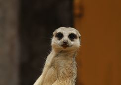 Meerkat at a Zoo